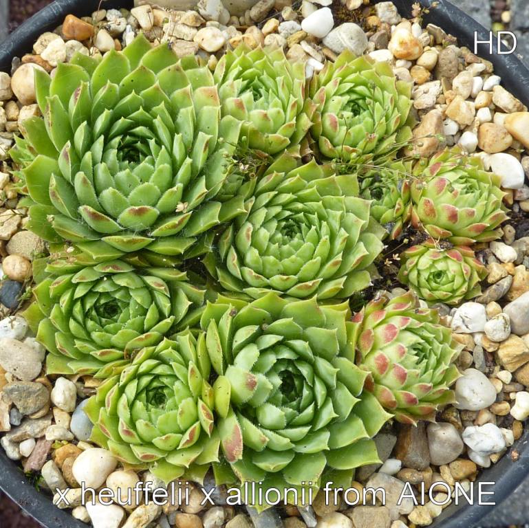 heuffelii x globiferum ssp. allionii from Aione