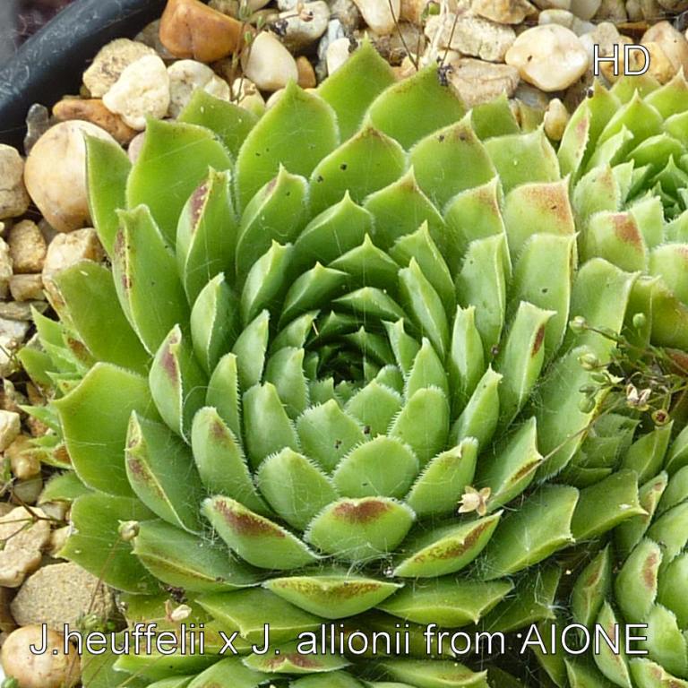 heuffelii x globiferum ssp. allionii from Aione