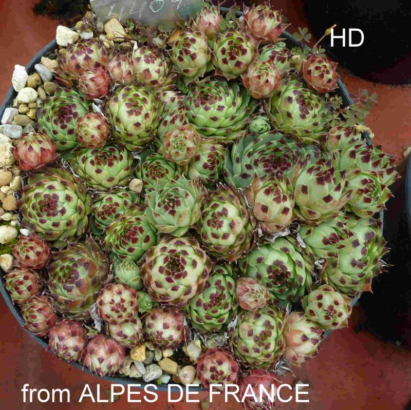 S. calcareum from Alpes de France 1