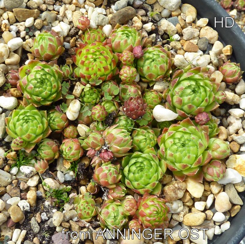 globiferum ssp. hirtum from Anninger Ost