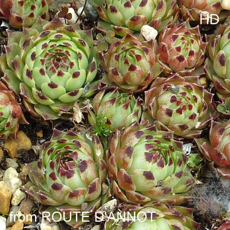 calcareum from Route d'Annot