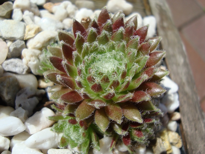 arachnoideum from Gran Paradiso