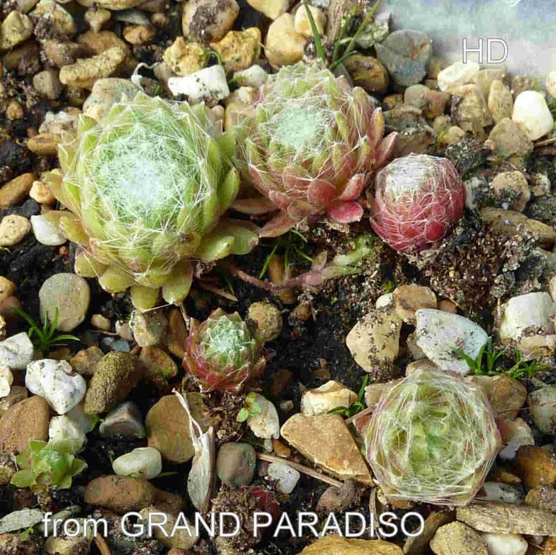 arachnoideum from Gran Paradiso
