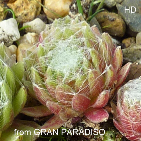 arachnoideum from Gran Paradiso