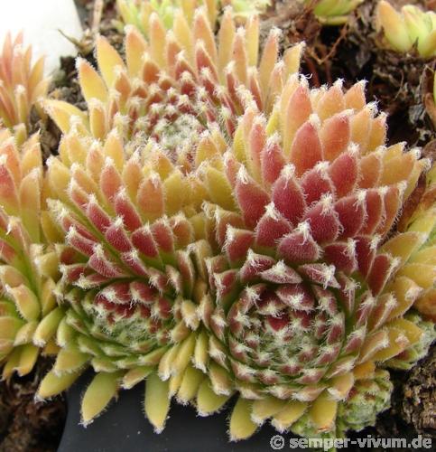 arachnoideum from Gran Paradiso