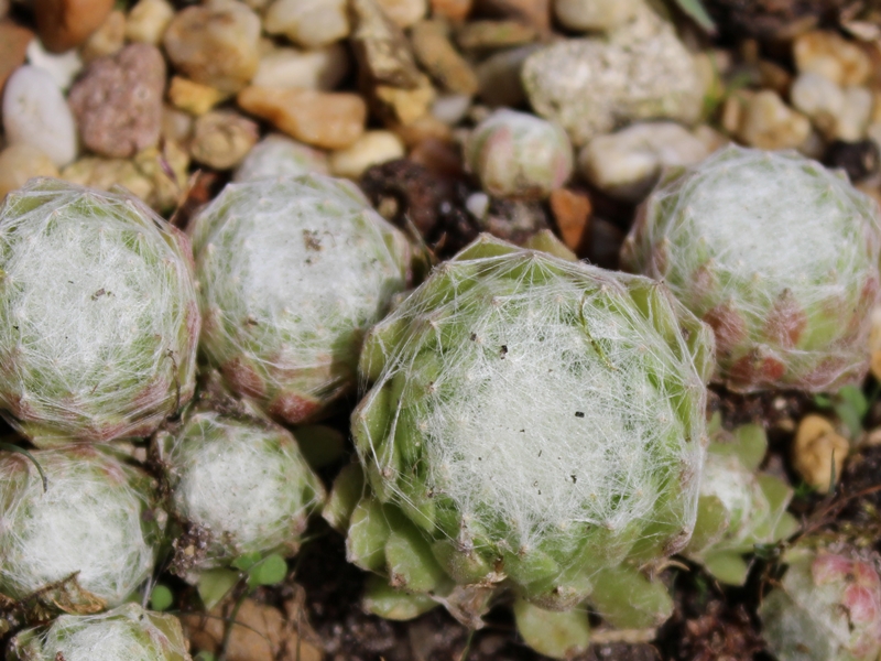 arachnoideum from Guillaumes