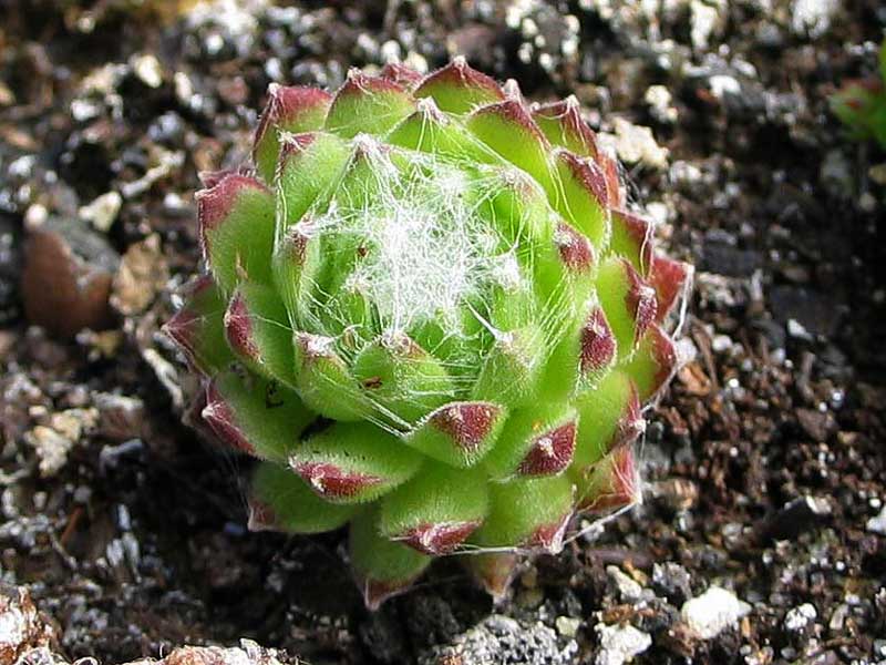 arachnoideum from Hasenöhrl