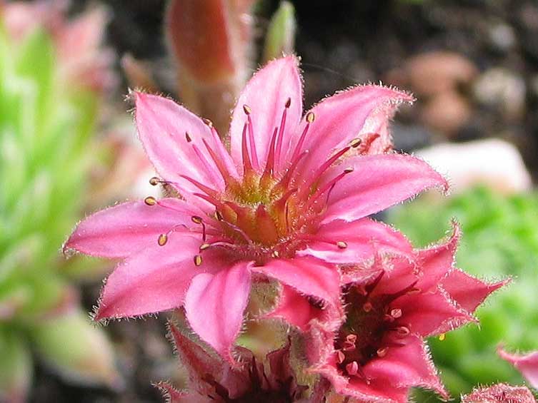 arachnoideum from Hasenöhrl