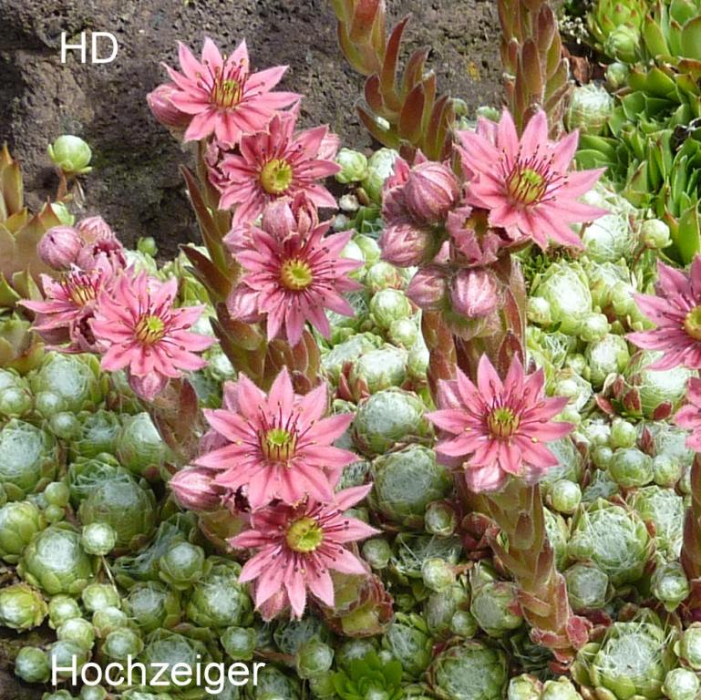 arachnoideum from Hochzeiger