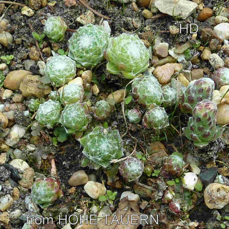 arachnoideum from Hohe Tauern