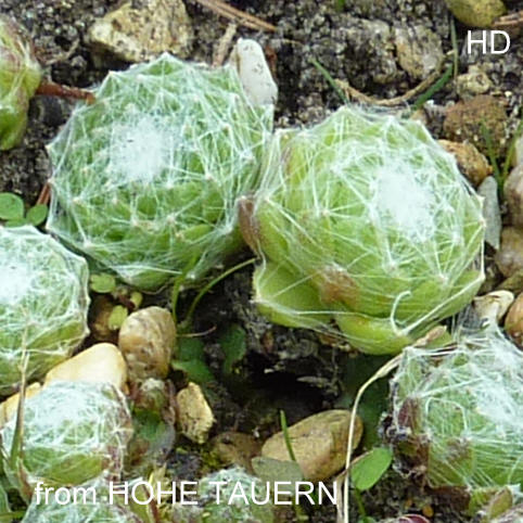 arachnoideum from Hohe Tauern