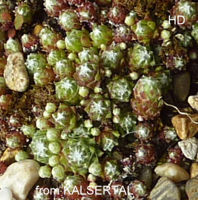 arachnoideum from Kalsertal