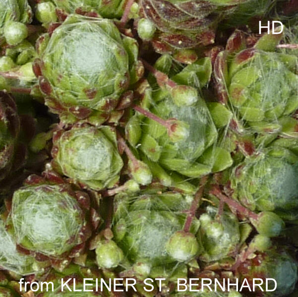 arachnoideum from Kleiner Sankt Bernhard