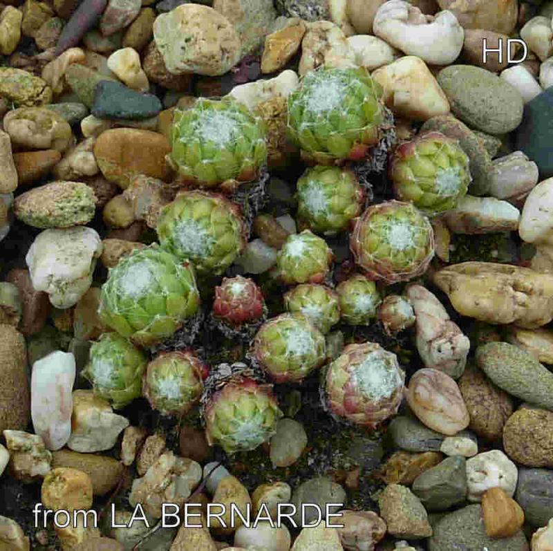arachnoideum from La Bernarde