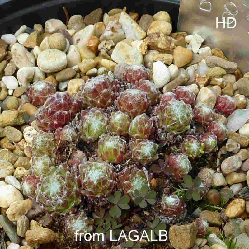 arachnoideum from Lagalb