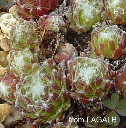 arachnoideum from Lagalb