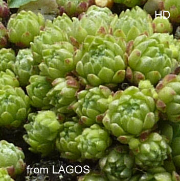 arachnoideum from Lagos Panticosa