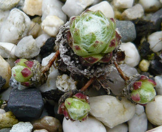 arachnoideum from Latscher Sonnenberg