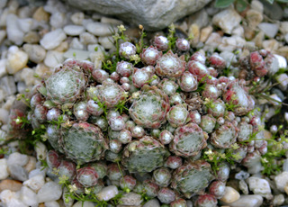 arachnoideum from Latscher Sonnenberg