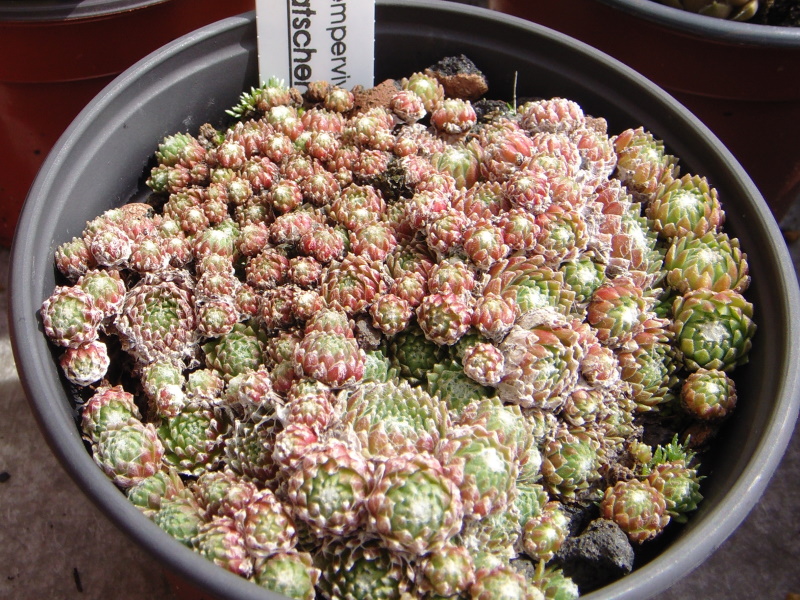 arachnoideum from Latscher Sonnenberg
