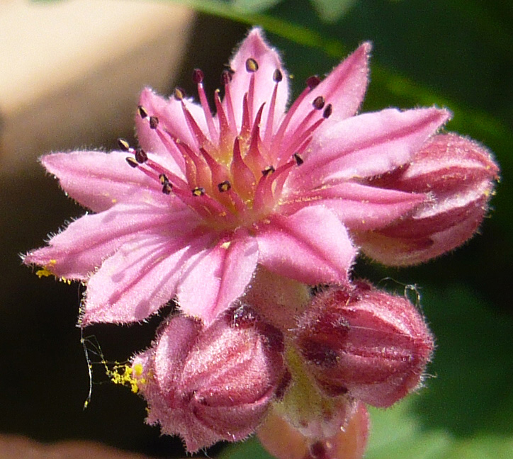 arachnoideum from Latscher Sonnenberg