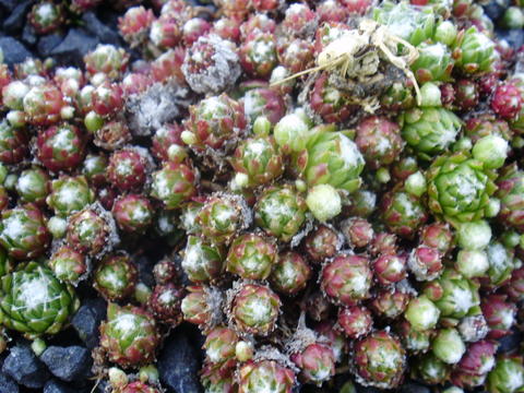 arachnoideum from Maloja