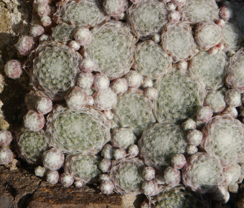 arachnoideum from Martelltal