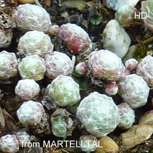 arachnoideum from Martelltal