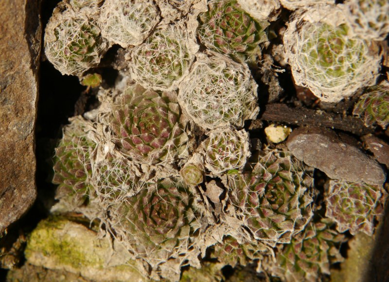 arachnoideum from Martelltal