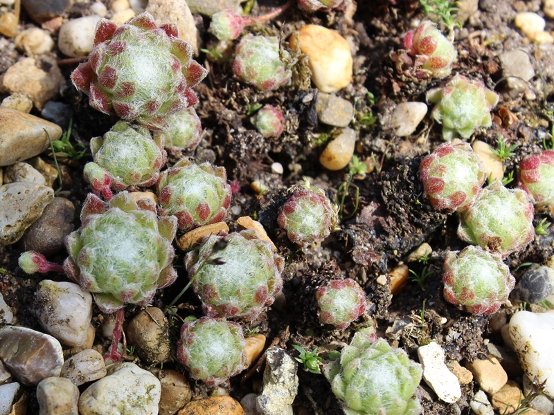 arachnoideum from Mont Cervin