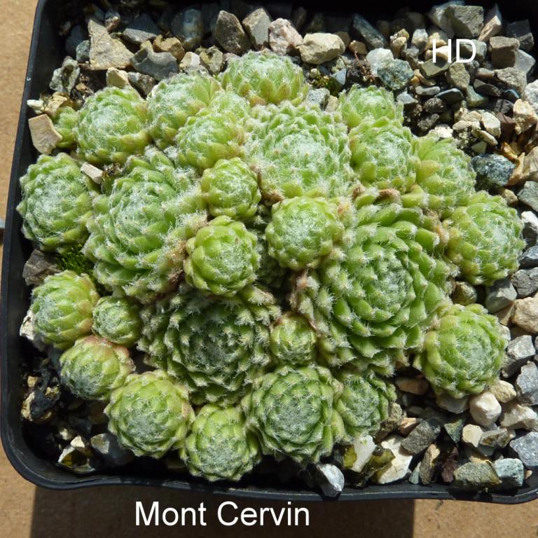arachnoideum from Mont Cervin