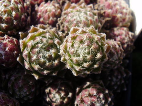 arachnoideum from Mont Cervin