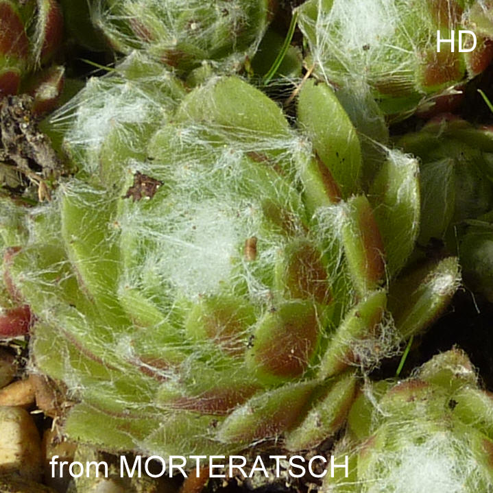 arachnoideum from Morteratsch