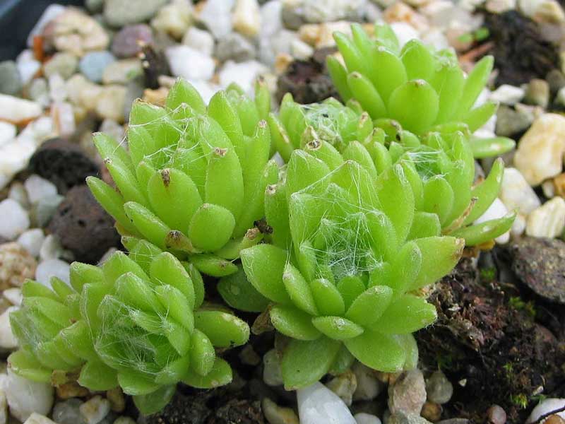 arachnoideum from Muottas Muragl