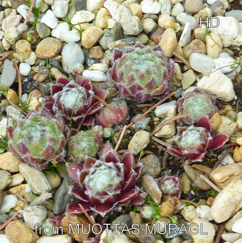 arachnoideum from Muottas Muragl
