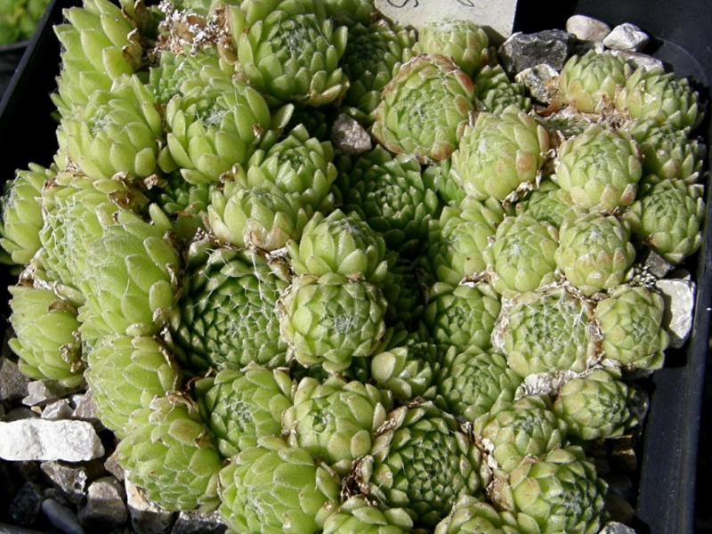 arachnoideum from Muottas Muragl 1