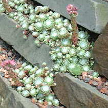 arachnoideum from Nuria