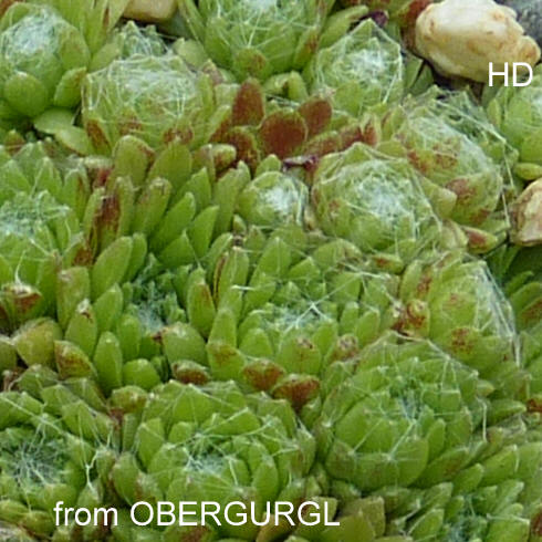arachnoideum from Obergurgl