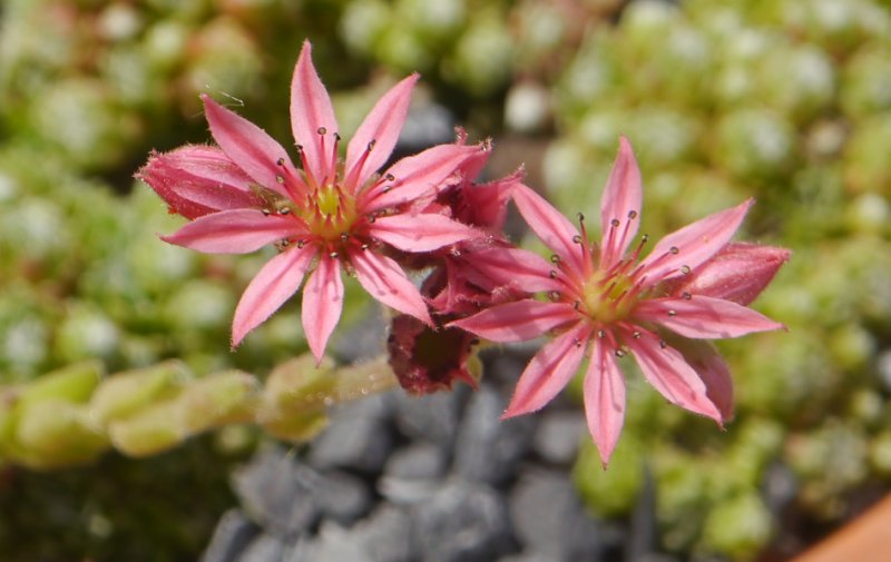 arachnoideum from Obergurgl
