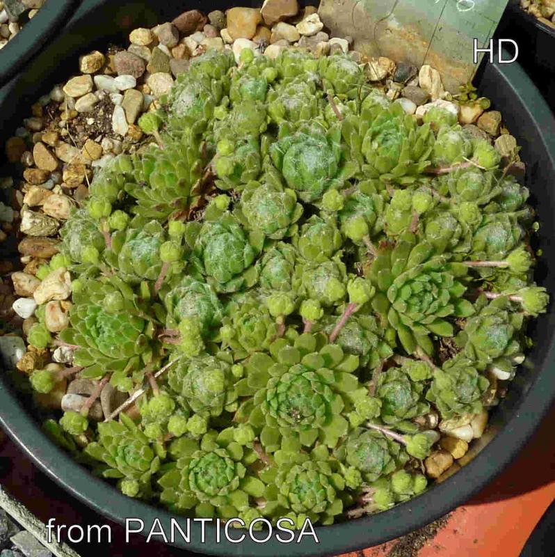 arachnoideum from Panticosa