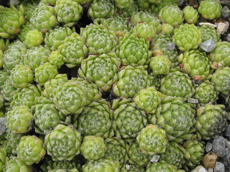 arachnoideum from Panticosa