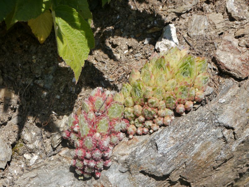 arachnoideum from Passeiertal