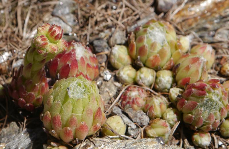 arachnoideum from Passeiertal