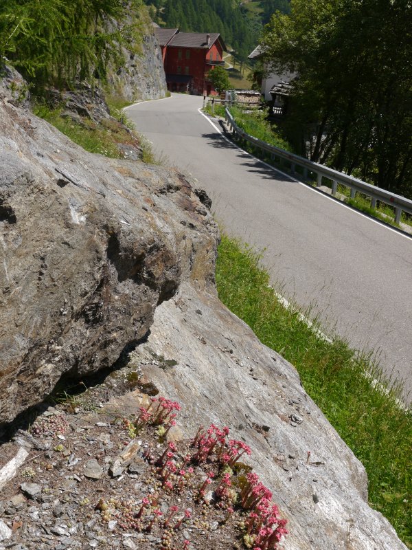 arachnoideum from Passeiertal