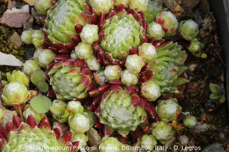 arachnoideum from Passo di Fedaia