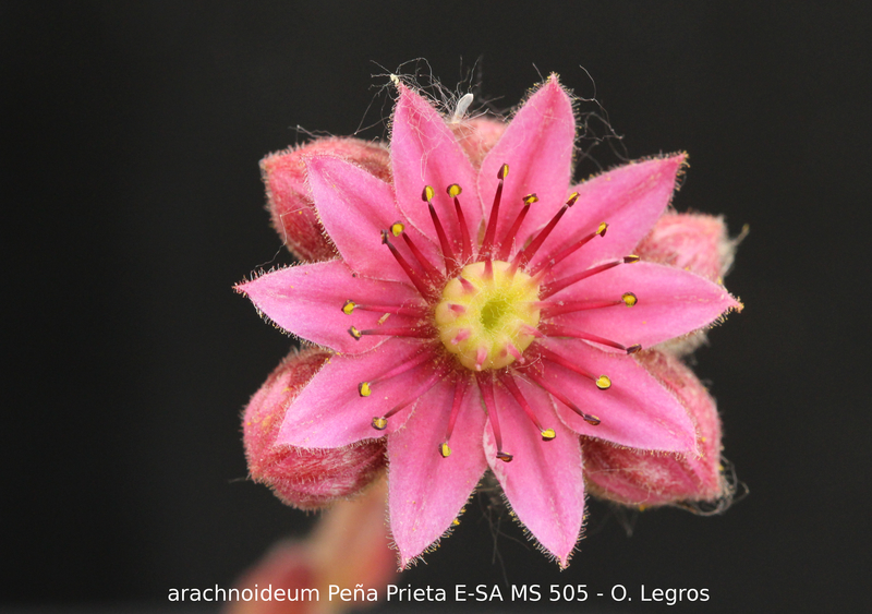 arachnoideum from Peña Prieta
