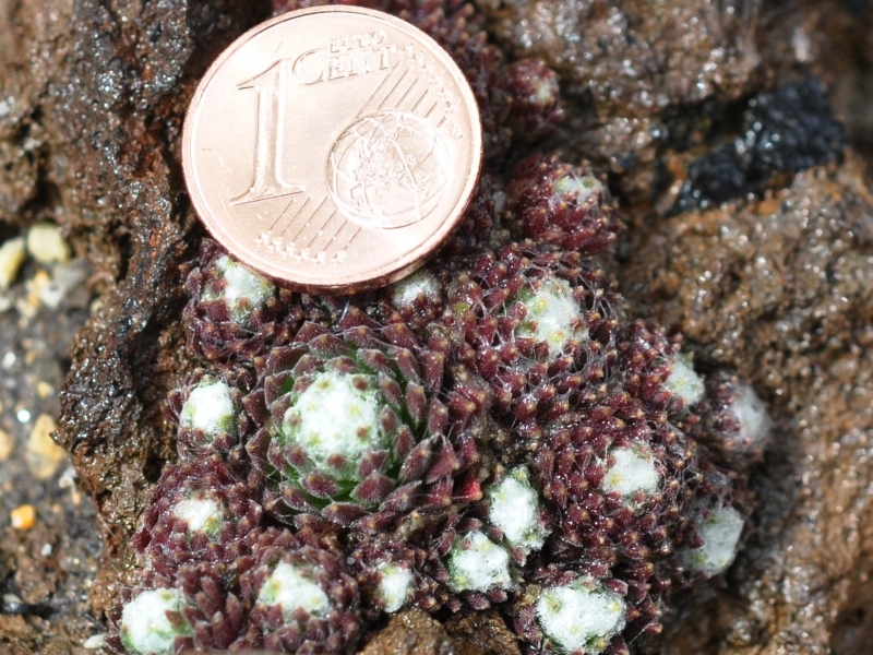 arachnoideum from Pfossental