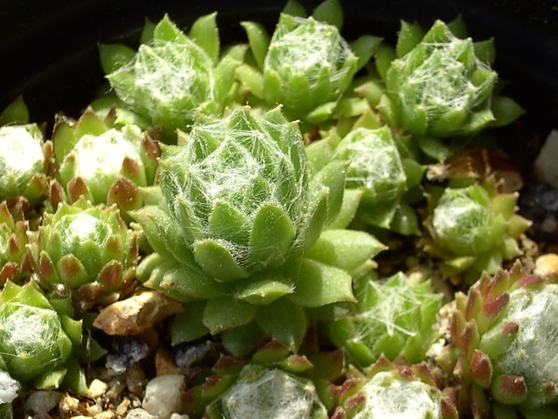 arachnoideum from Pfossental