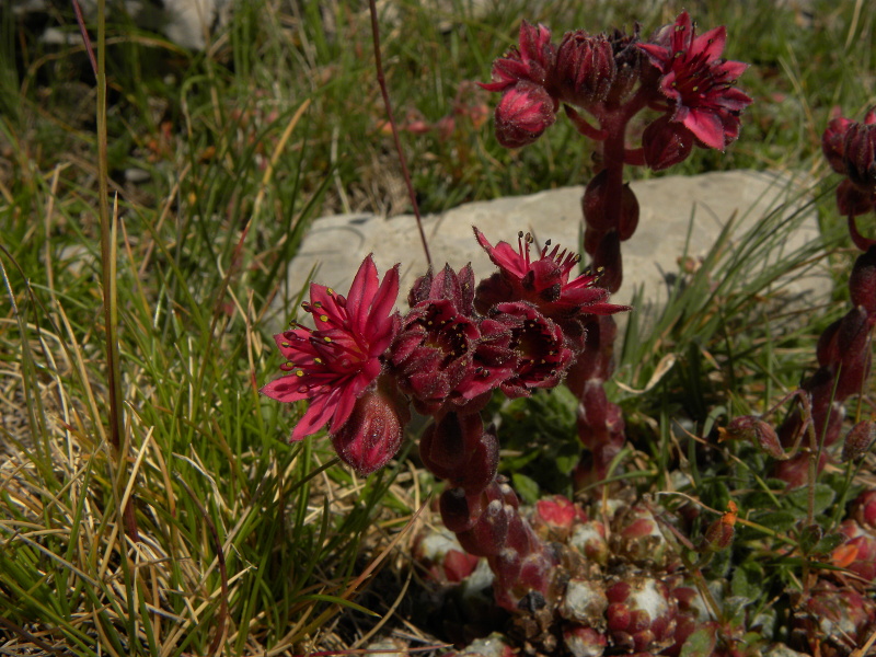 arachnoideum from Pic de les Tres Canaletes