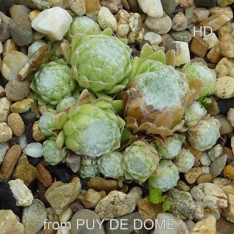 arachnoideum from Puy de Dôme